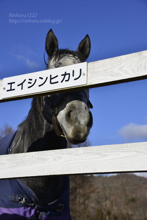 17 12 29 レックススタッド エイシンヒカリ A Shin Hikari 青空に浮かぶ月を眺めながら 17 12 29 レックススタッド エイシンヒカリ A Shin Hikari 青空に浮かぶ月を眺めながら