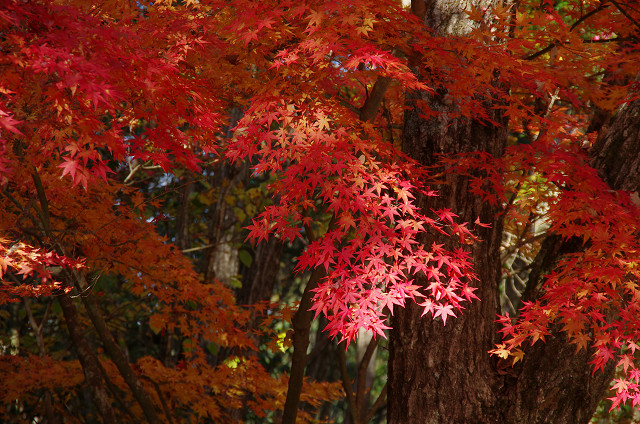 ぶっこみ紅葉_d0052327_1832444.jpg