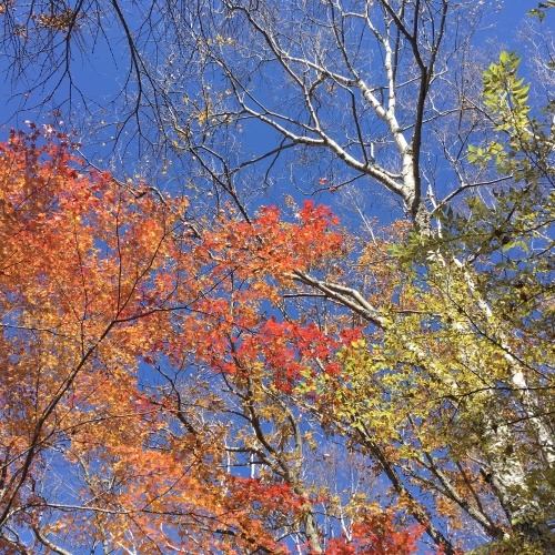 a0291132_19034003.jpeg