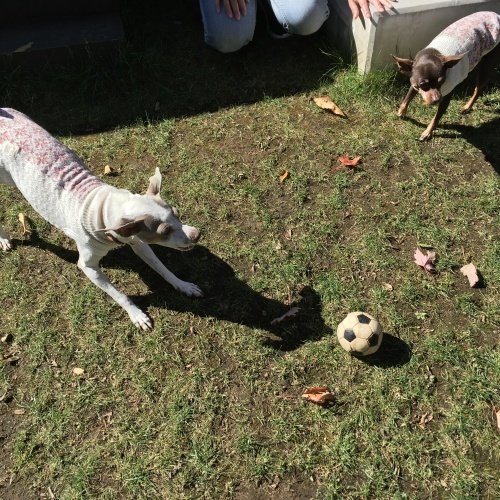 a0291132_19042821.jpeg