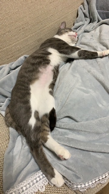 新入りさん達の様子と先住保護猫さん達の様子、里親様便り_e0151545_18513784.jpeg