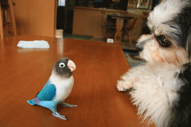 c0145250_09164852.gif