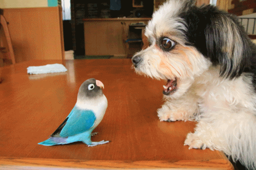 c0145250_09171400.gif