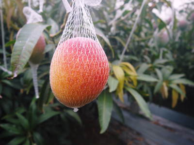 完熟アップルマンゴー　匠の温度管理で花芽の芽吹きをできるだけそろえます！_a0254656_16372440.jpg