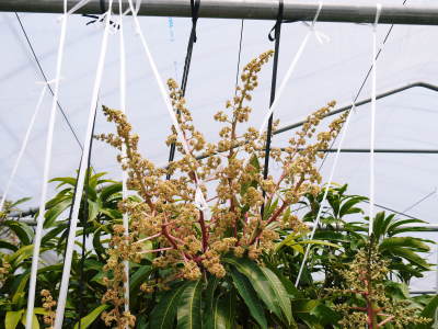 完熟アップルマンゴー 匠の温度管理で花芽の芽吹きをできるだけそろえます!_a0254656_16482414.jpg