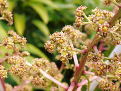 完熟アップルマンゴー　匠の温度管理で花芽の芽吹きをできるだけそろえます！_a0254656_16491612.jpg