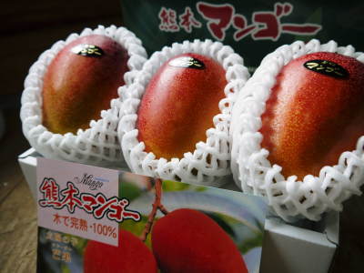 完熟アップルマンゴー 早いものにはもう花芽が!でも匠は徹底した温度管理で花をそろえるよう育てています_a0254656_17272287.jpg