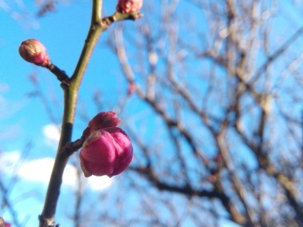 梅の花、待ってます…_b0368362_19194917.jpg