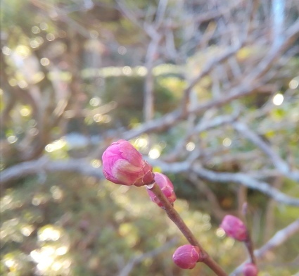 梅の花、待ってます…_b0368362_19224691.jpg