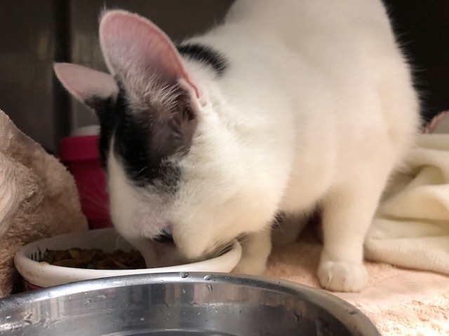 はんちゃんのお泊り(2018・12・27)_e0367571_21325547.jpg