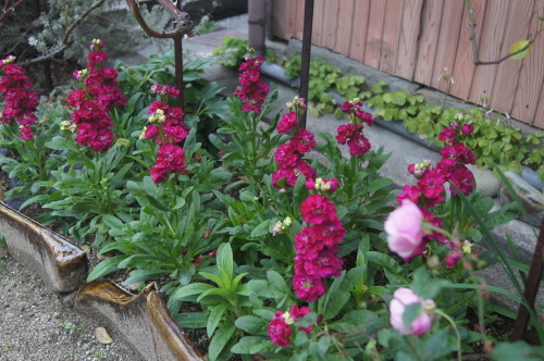 e0181373_20322326.jpg