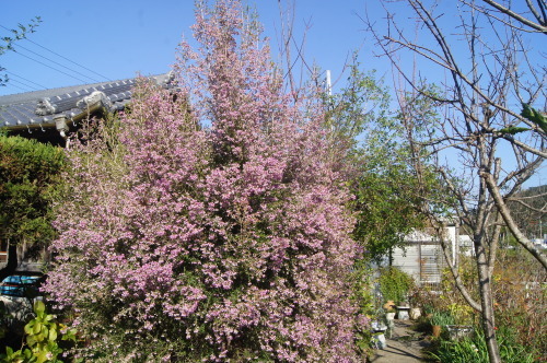 e0181373_20491449.jpg