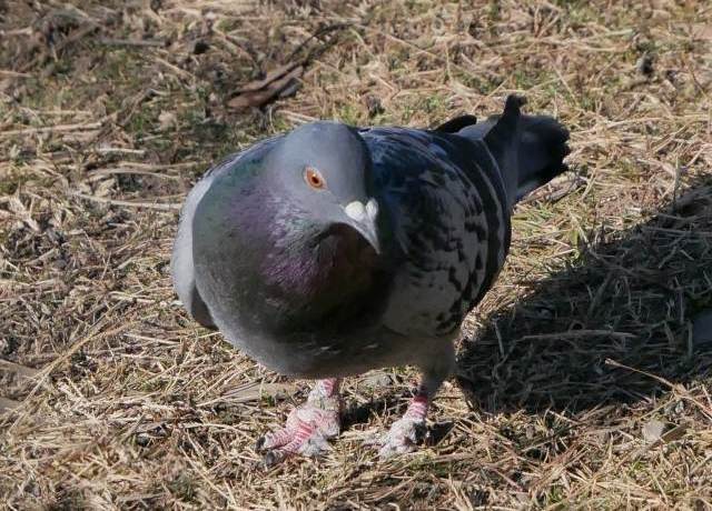 明石公園　2018.12.27　うわぁ、年の瀬だ_b0174191_22405140.jpg