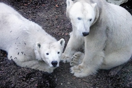 ヘラブルン動物園でのジョヴァンナとクインターナの親子との出会い ~ 自然体の親子の魅力_a0151913_415870.jpg