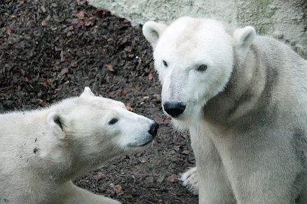 ヘラブルン動物園でのジョヴァンナとクインターナの親子との出会い ~ 自然体の親子の魅力_a0151913_4383325.jpg