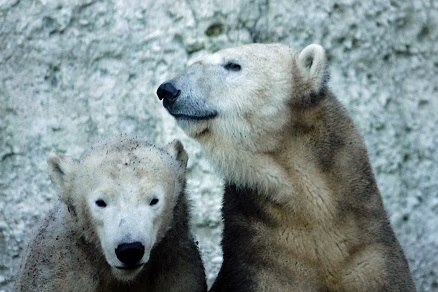 ヘラブルン動物園でのジョヴァンナとクインターナの親子との出会い ~ 自然体の親子の魅力_a0151913_546011.jpg
