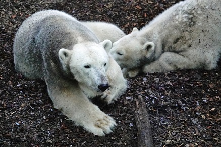 ヘラブルン動物園でのジョヴァンナとクインターナの親子との出会い ~ 自然体の親子の魅力_a0151913_555565.jpg