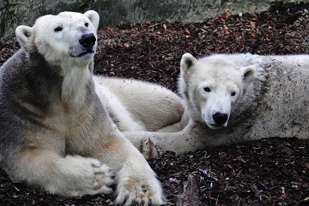 ヘラブルン動物園でのジョヴァンナとクインターナの親子との出会い ~ 自然体の親子の魅力_a0151913_5563750.jpg
