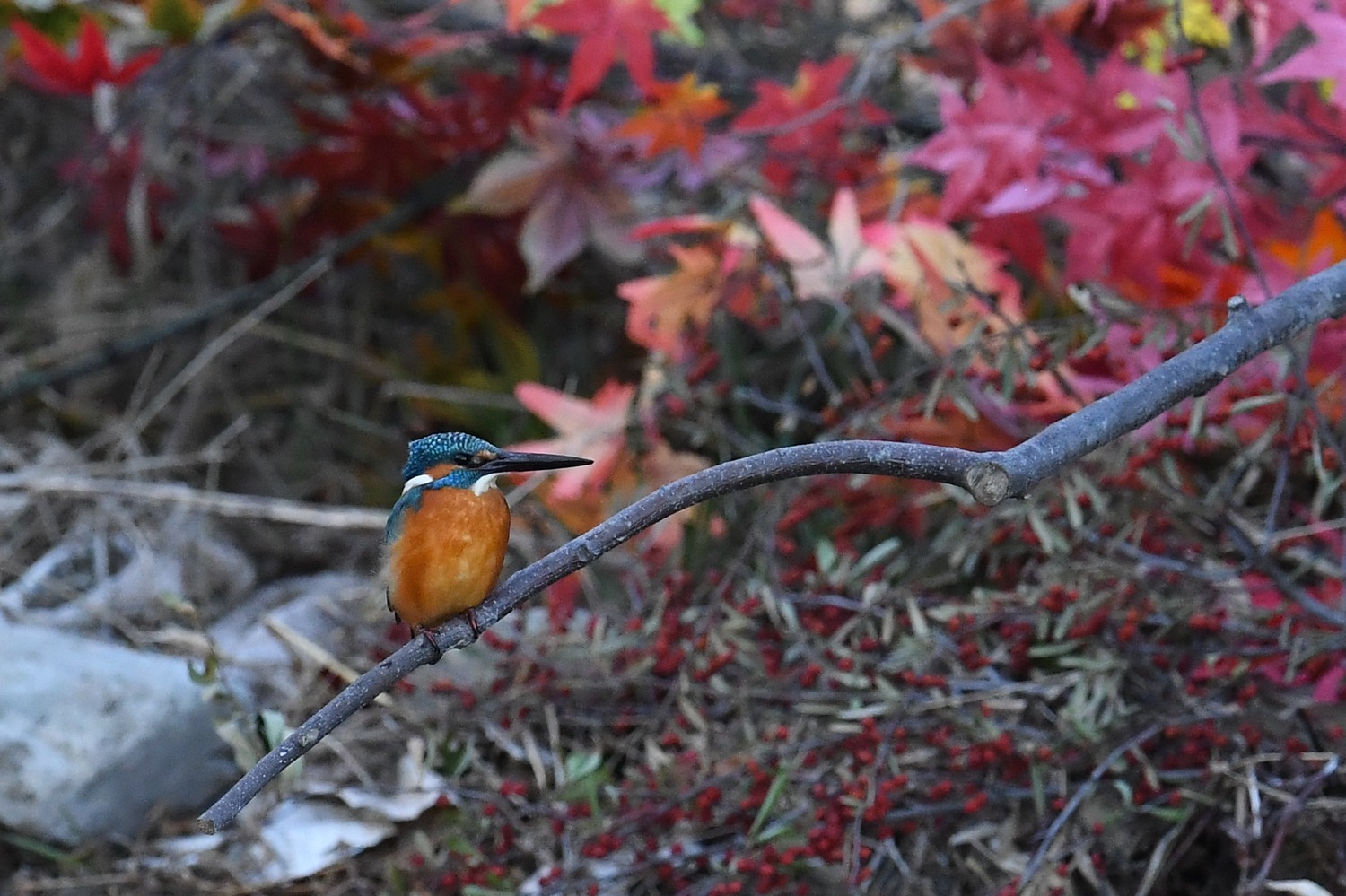 ギョギョギョギョ！４匹獲り？_f0133213_19390443.jpg