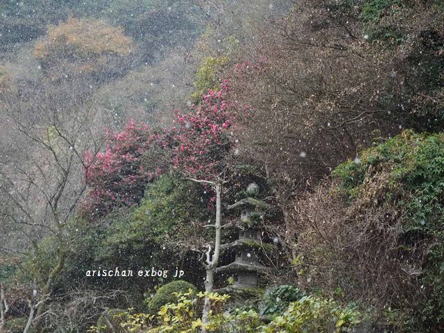 愛媛でも初雪２０１８年年末～♫_f0295238_22390116.jpg