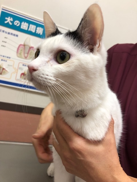 はんちゃんのお泊り(2018・12・28)_e0367571_23264346.jpg