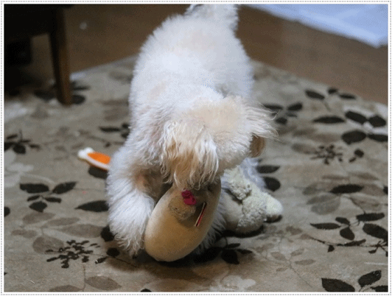 b0175688_23571902.gif