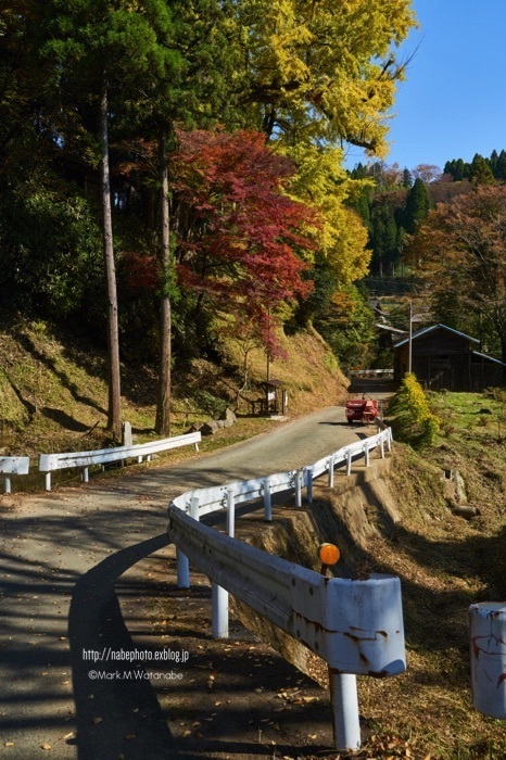 高尾野阿弥陀堂の大公孫樹_e0135098_02451774.jpg