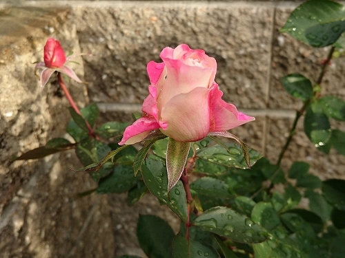 e0289203_15550731.jpg
