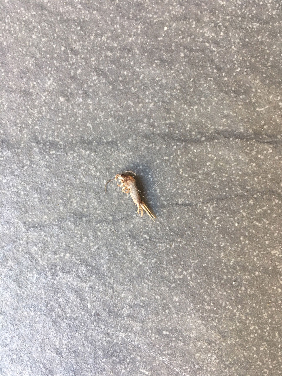 自宅の玄関のドア前に 昆虫ブログ むし探検広場