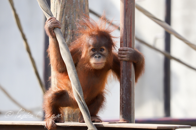 市川市動植物園　２０１８年１２月２６日　その１_f0321610_17123913.jpg