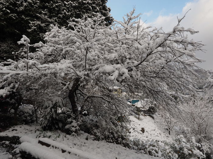 今朝の雪景色_c0116915_22401460.jpg