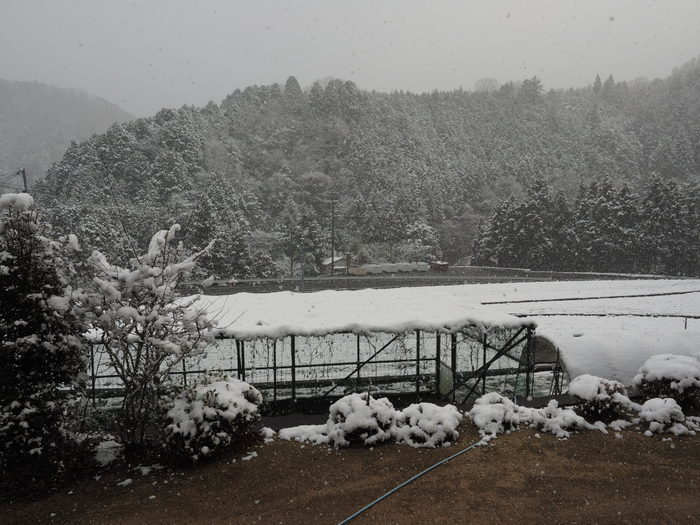 雪が降って来た！_c0116915_22504459.jpg