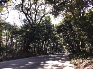 「師走の明治神宮」_b0211926_20352318.jpg