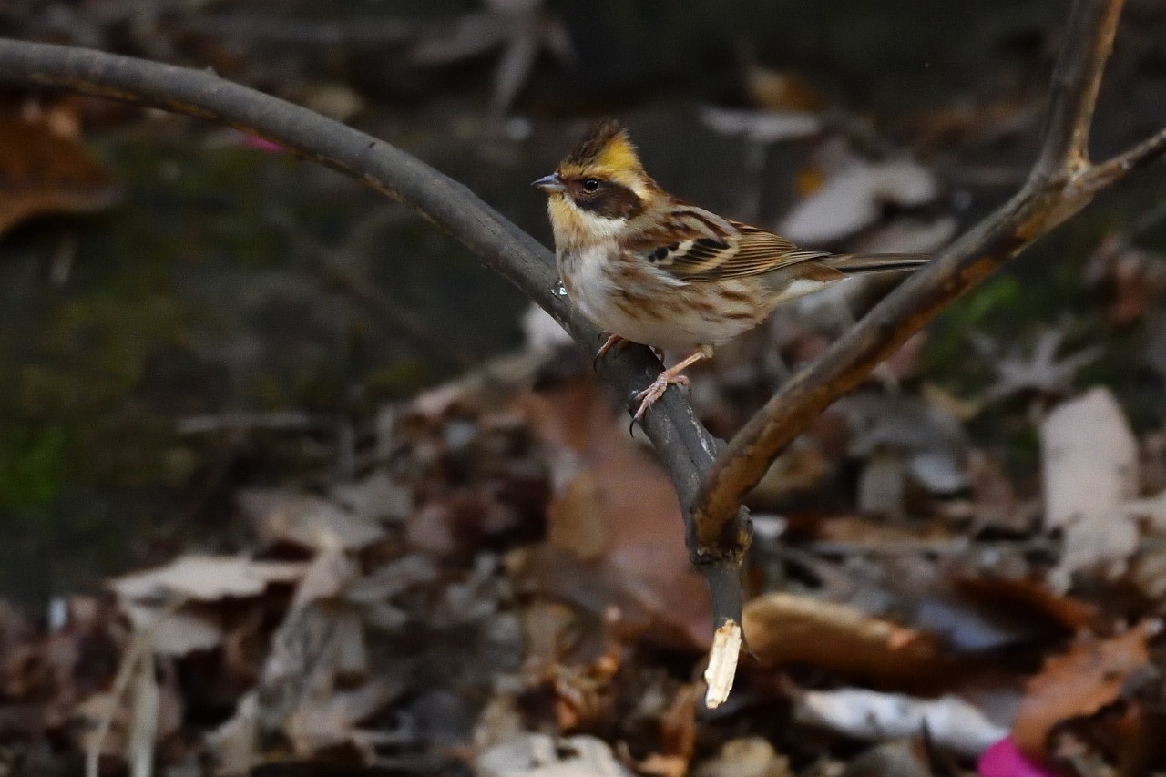 目的の鳥だったのですが_e0037126_21292401.jpg