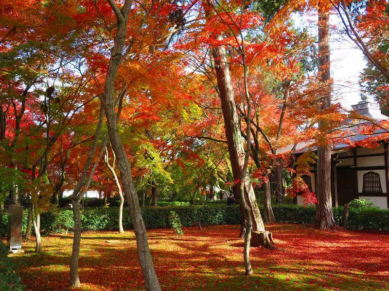 京都「真如堂」の素晴らしい紅葉20181129_e0237645_23543422.jpg