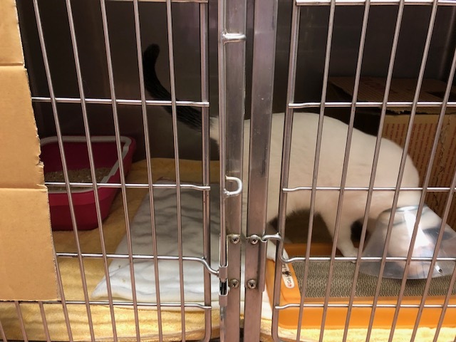 はんちゃんのお泊り(2018・12・29)_e0367571_21263745.jpg