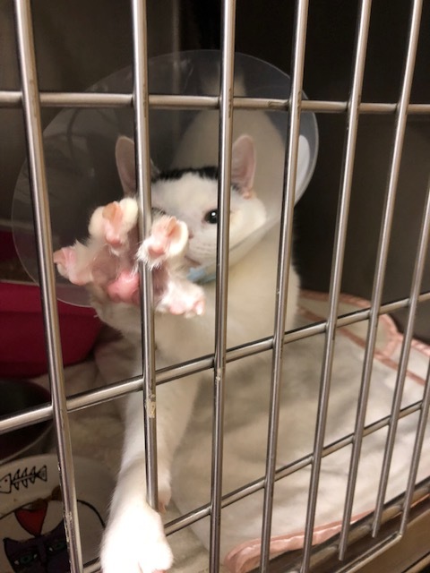 はんちゃんのお泊り(2018・12・29)_e0367571_21265081.jpg