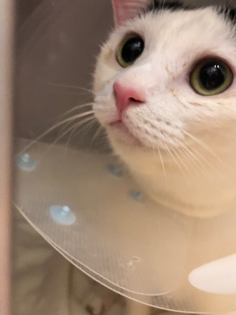 はんちゃんのお泊り(2018・12・29)_e0367571_21281115.jpg