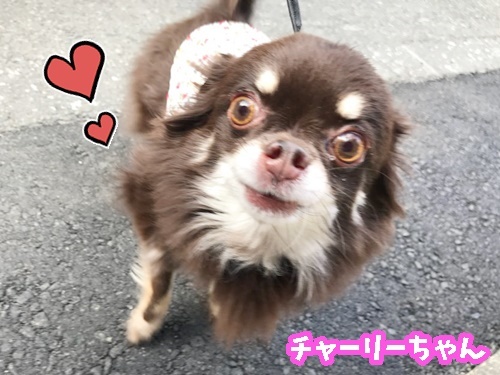 お泊り頑張ります♪_f0357682_20254205.jpg