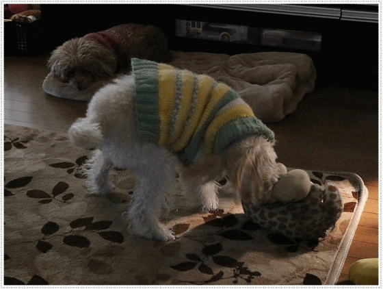 b0175688_20182412.gif