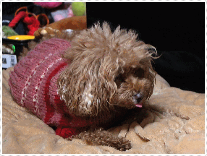 b0175688_20182992.gif