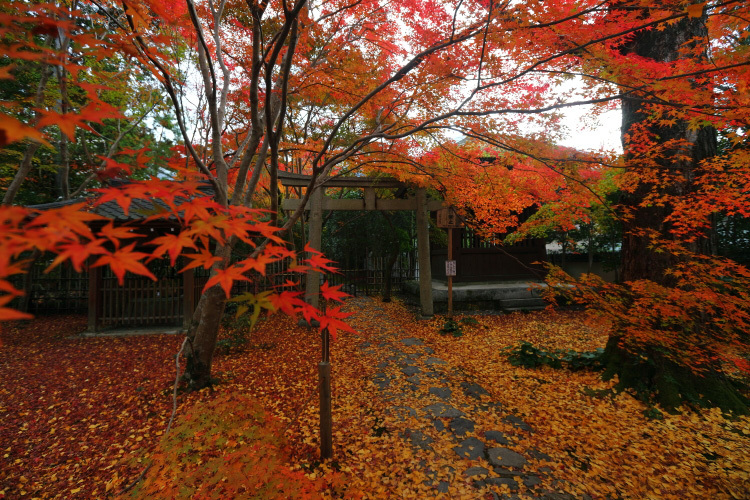 蓮華寺_e0051888_00490053.jpg