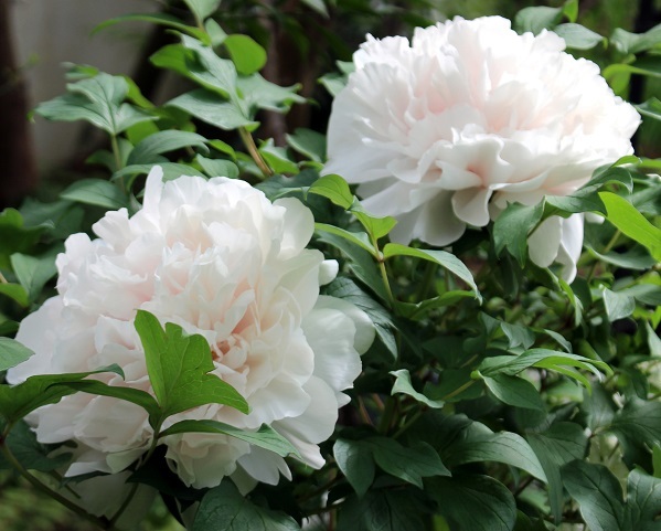 d0099791_01494779.jpg