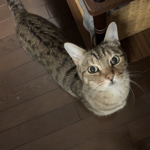 あわてたね (｡-_-｡)_e0358096_18032703.jpeg