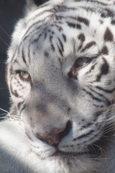 動物園撮り納め_b0016600_2274955.jpg