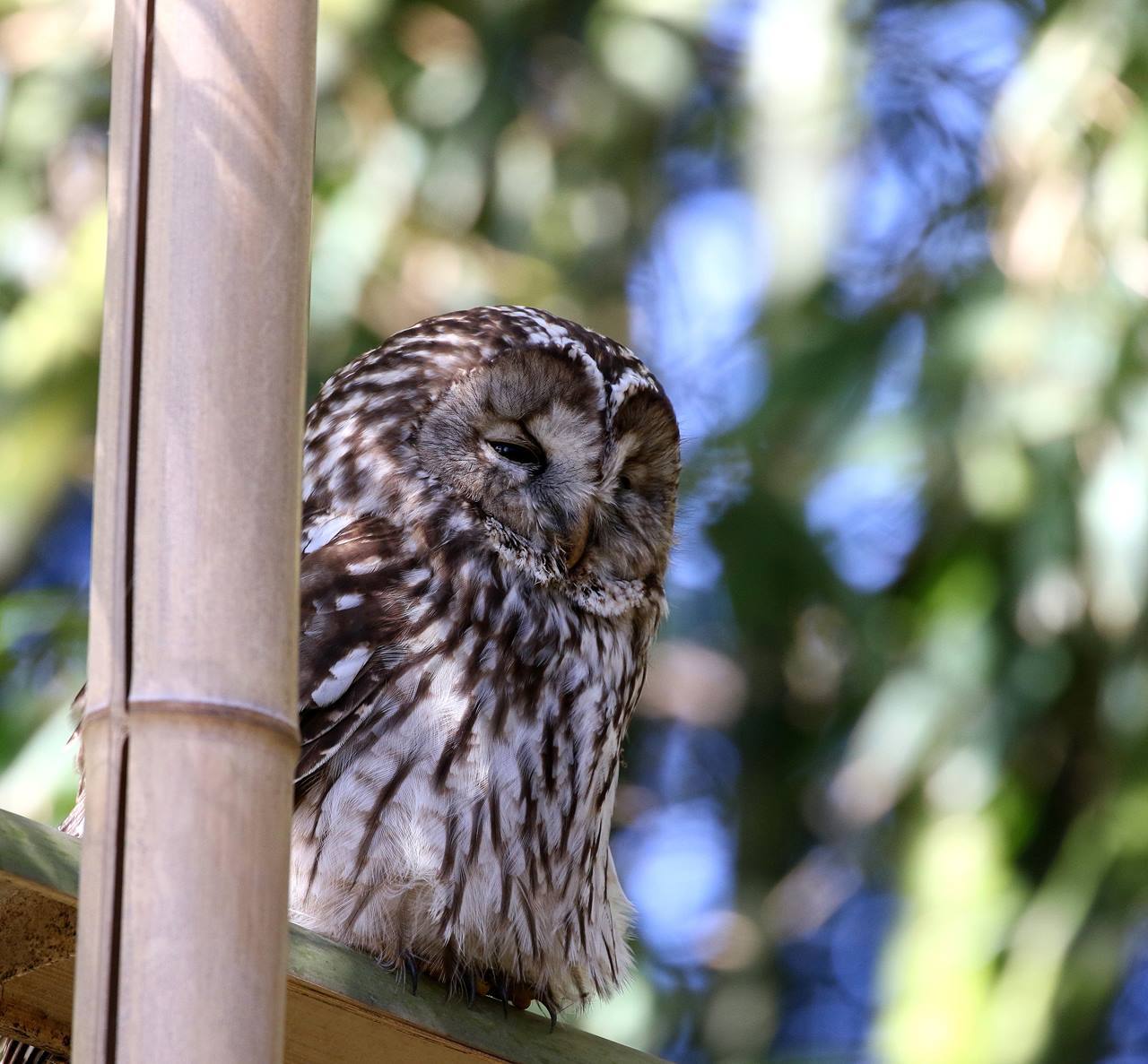 フクロウが竹やぶに飛んできた 一期一会の野鳥たち フクロウが竹やぶに飛んできた 一期一会の野鳥たち