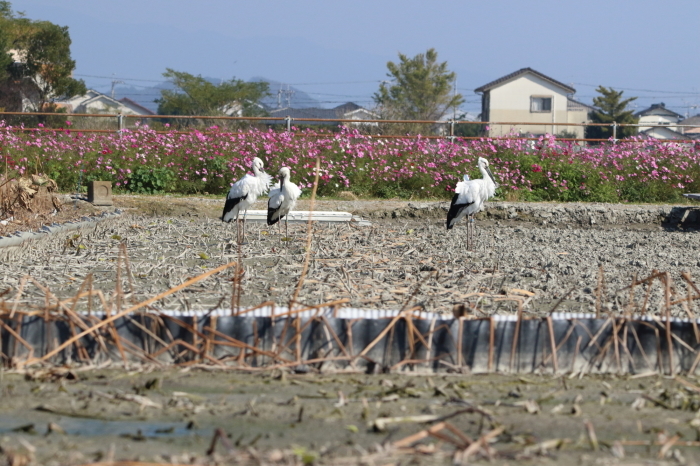 コウノトリとコスモス_e0234909_08405122.jpg