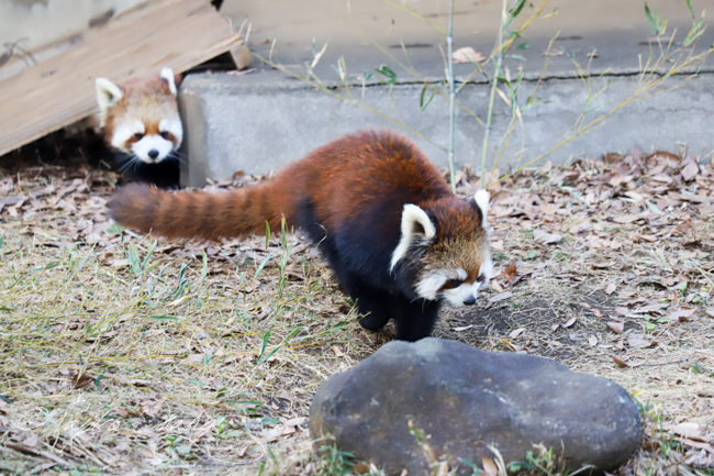 市川市動植物園　２０１８年１２月２６日　その２_f0321610_22363027.jpg