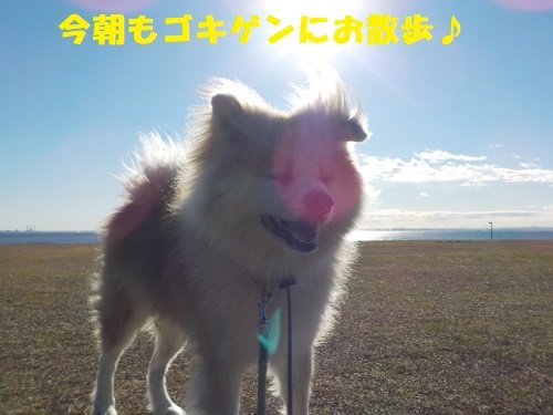 長毛秋田犬だって寝床はフカフカがいいのだ もももの部屋 怖がりで攻撃性の高い秋田犬のタイガ 老犬 雑種のベスの共同生活 保護活動の記録です 時々お空のモカも登場