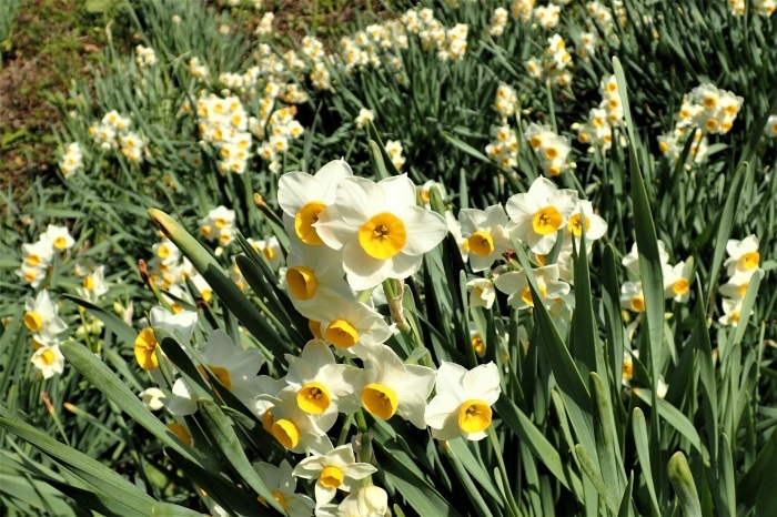 嵯峨山のニホンスイセン 良 １２月２１日撮影 野山の花たち